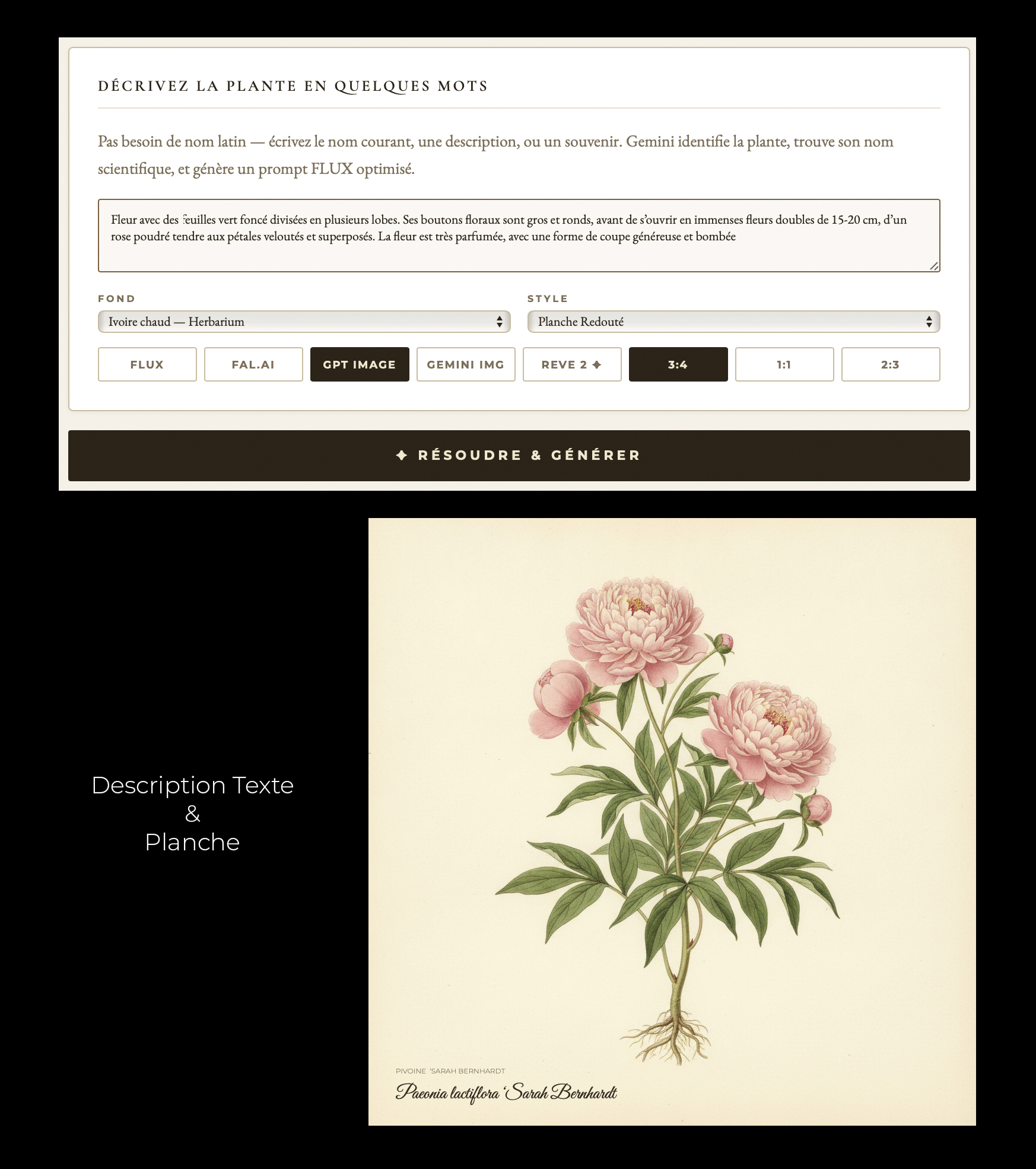 Paeonia lactiflora · Composition Pivoine