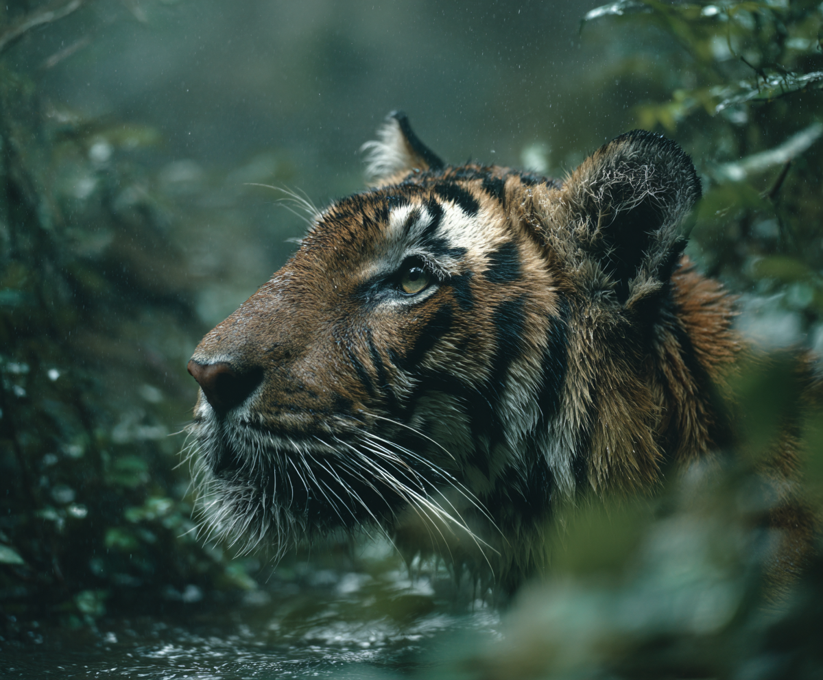 Wildlife — image 3