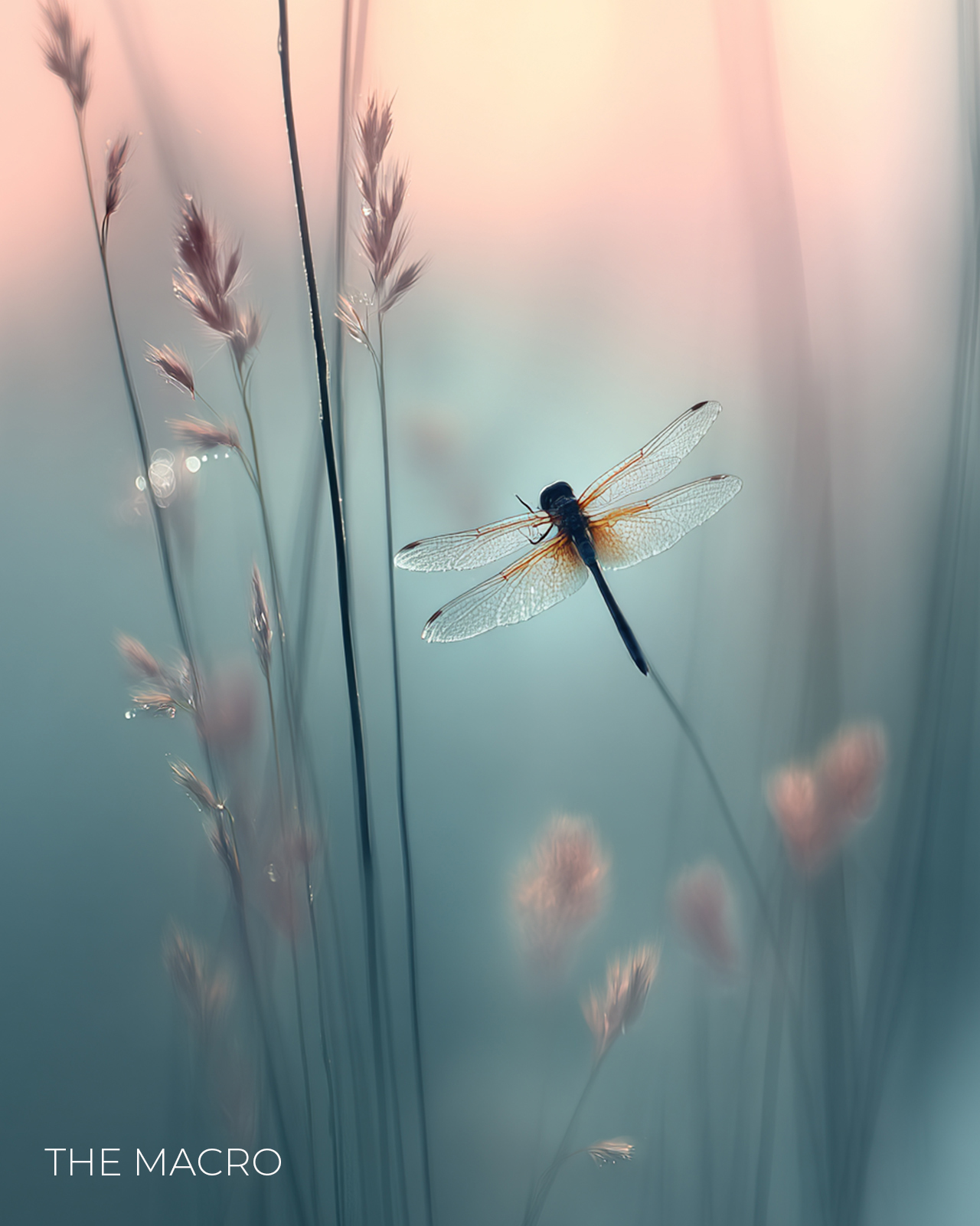 THE MACRO — Art & Macro Photography