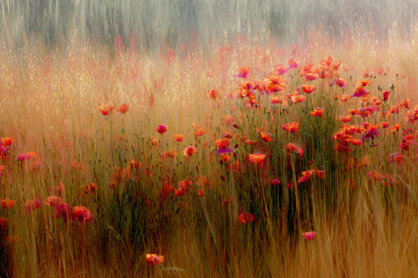 Tony Sweet ICM — champ de coquelicots impressionniste
