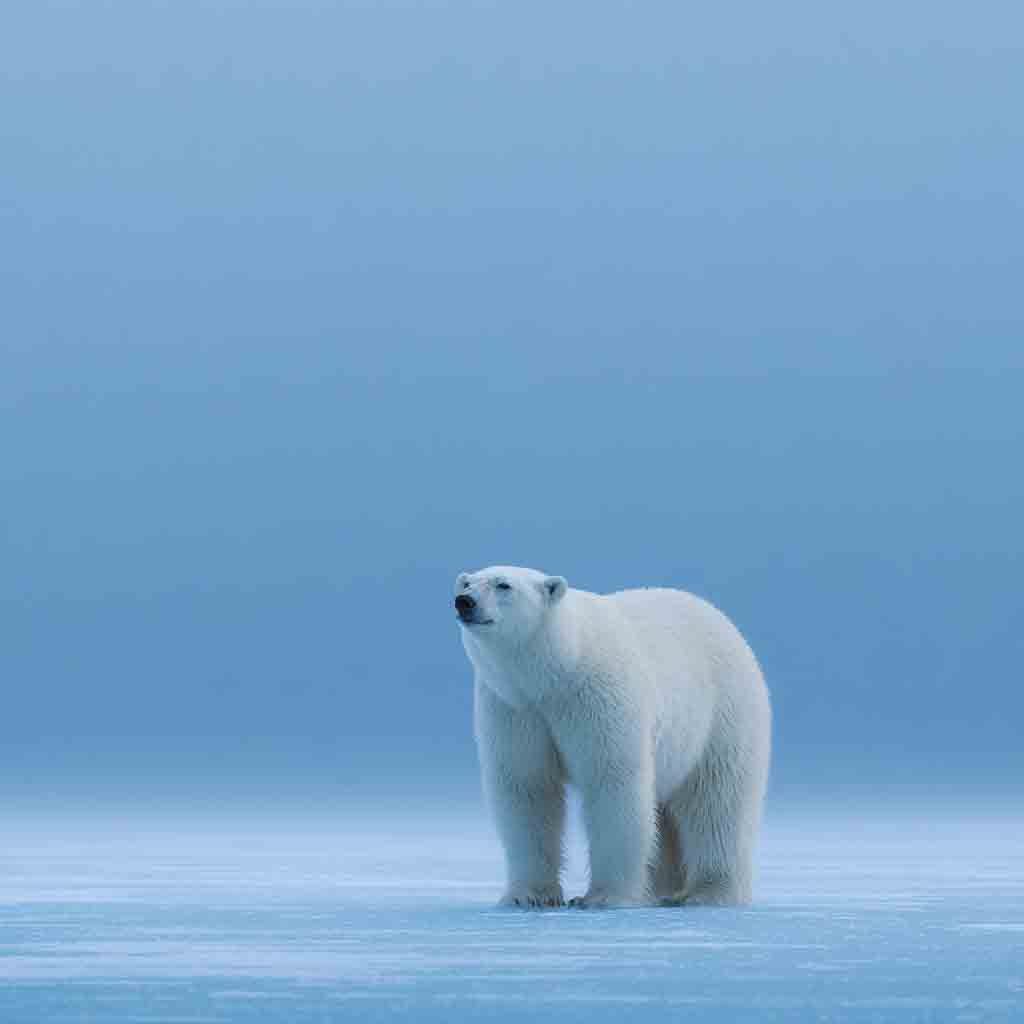 Ours polaire Arctic