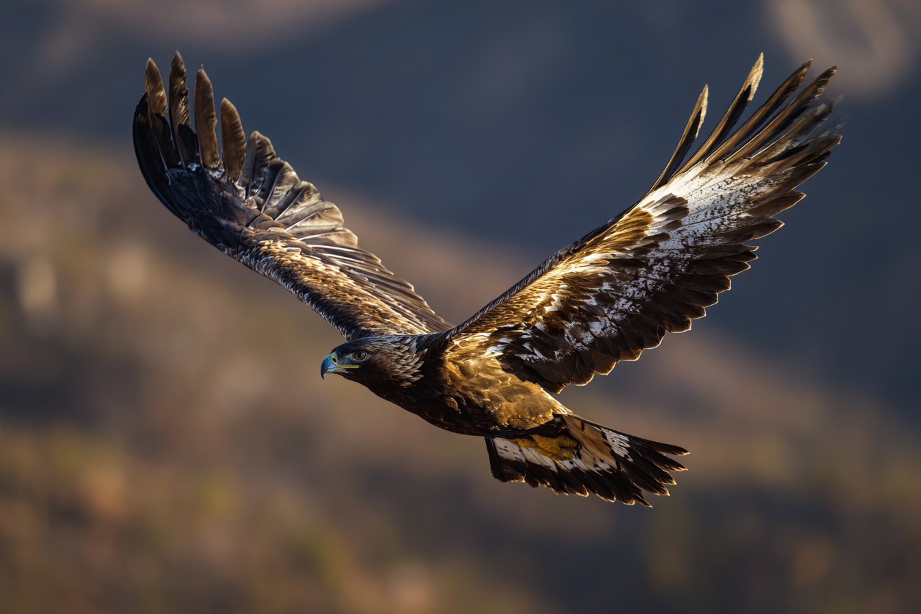 Aigle royal en vol