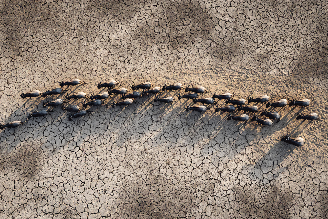 Drone Top-Down — migration zèbres vue aérienne
