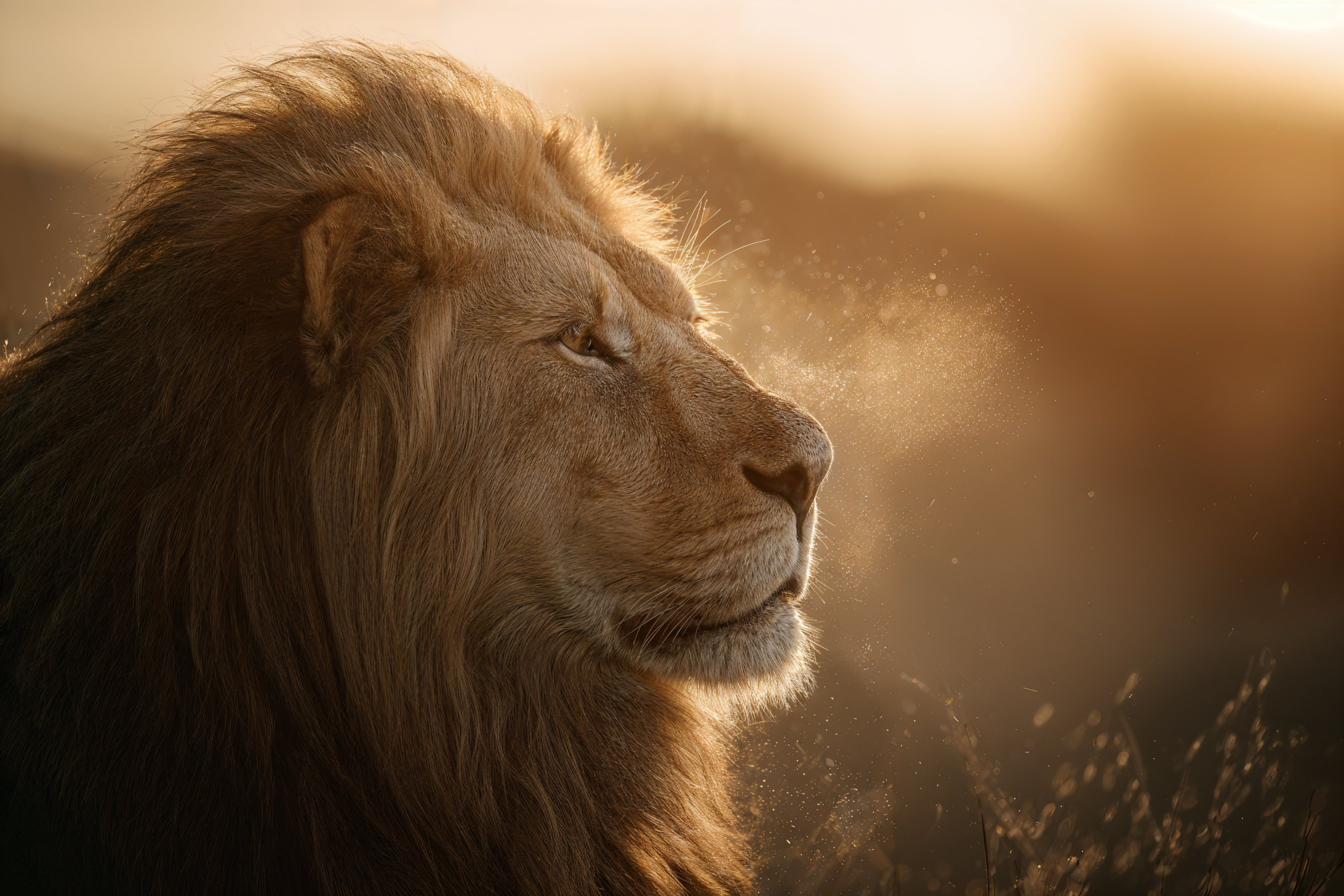 Wildlife Hero